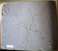 F 01455
<br/>
<br/>
<em></em>